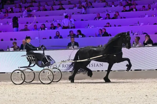 Ein prachtvoller schwarzer Friesenhengst zeigt seinen spektakulären Trab vor einer traditionellen einspännigen Show-Kutsche (Sjees) in einer festlich beleuchteten Arena. Die Fahrerin trägt formelle Kleidung mit Zylinder. Im Hintergrund ist das Logo des „KFPS Royal Friesian“ vor den voll besetzten Zuschauerrängen zu sehen.