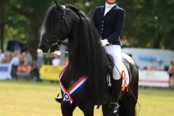 Nahaufnahme des Friesenhengstes bei einer Siegerehrung. Der Hengst trägt eine dreifarbige Siegerschärpe (rot-weiß-blau) um den Hals und eine orangefarbene Schleife. Seine außergewöhnlich lange, tiefschwarze und gewellte Mähne fällt prachtvoll über den Hals, während er aufmerksam zur Seite blickt.