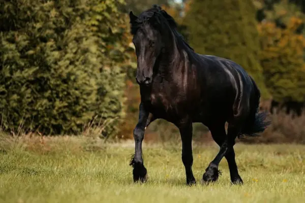Eine elegante schwarze Stute in stolzer Bewegung auf einer grünen Wiese. Die Aufnahme fängt die kraftvolle Statur und die fließenden Bewegungen des Pferdes vor einer Kulisse aus grünen Büschen und Bäumen ein.