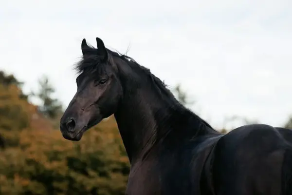 Ein ausdrucksstarkes Porträt einer schwarzen Stute (Rappe), die aufmerksam nach links blickt. Ihr glänzendes dunkles Fell und die feinen Gesichtszüge werden vor einem weich gezeichneten Hintergrund aus herbstlichen Bäumen betont.