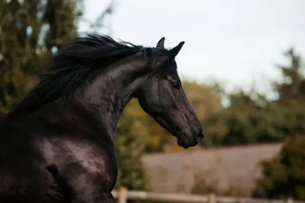 Dynamisches Profil einer schwarzen Stute in schneller Bewegung. Der Fokus liegt auf dem Kopf und dem muskulösen Hals, während die dunkle Mähne im Wind weht. Der Hintergrund zeigt eine natürliche Umgebung im warmen Tageslicht.