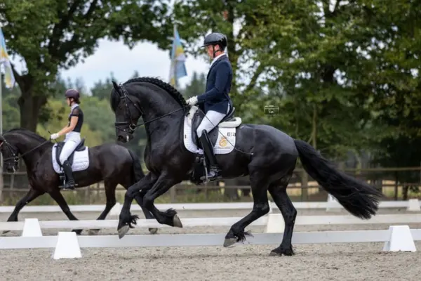 Seitenansicht des Friesen-Wallachs im starken Trab während einer Prüfung. Im Hintergrund ist ein weiteres Pferd-Reiter-Paar erkennbar. Der Friese besticht durch seine typische Knieaktion und das glänzende schwarze Fell vor einer Kulisse aus grünen Bäumen.