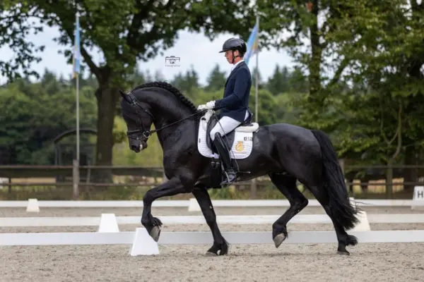 Ein tiefschwarzer Friesen-Wallach in einer Dressurprüfung auf einem Außenplatz. Unter dem Reiter zeigt das Pferd eine ausdrucksstarke Trabphase mit schöner Aufrichtung und aktiver Hinterhand. Das Pferd trägt eine weiße Turnierschabracke und die Mähne ist akkurat eingeflochten.