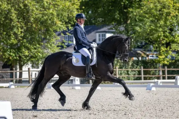 Nahaufnahme des Friesen-Wallachs im Dressurviereck. Der Reiter in dunklem Turniersakko und weißer Reithose führt das Pferd in einer konzentrierten Trabverstärkung. Die geflochtene Mähne betont die kräftige Halslinie des Pferdes.