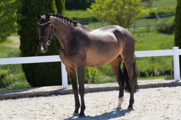 Ganzkörper-Seitenansicht eines dunkelbraunen Warmblutpferdes auf einem sandigen Reitplatz. Das Pferd ist mit eingeflochtener Mähne und einer Trense mit funkelndem Stirnband für eine Schau hergerichtet. Ein weißes Abzeichen ist am rechten Hinterbein sichtbar. Es steht vor einem weißen Zaun und hohen grünen Bäumen.