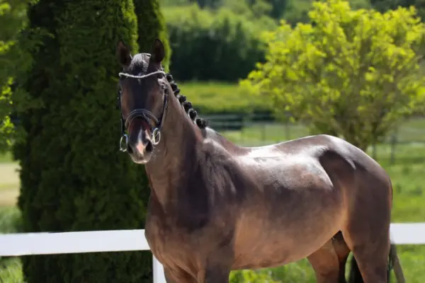 Frontalaufnahme desselben dunkelbraunen Pferdes, das direkt in die Kamera blickt. Die eingeflochtene Mähne und das glitzernde Strass-Stirnband sind gut sichtbar. Das Pferd steht auf einem sandigen Reitplatz, flankiert von einem weißen Zaun und einem grünen Baum im Hintergrund.