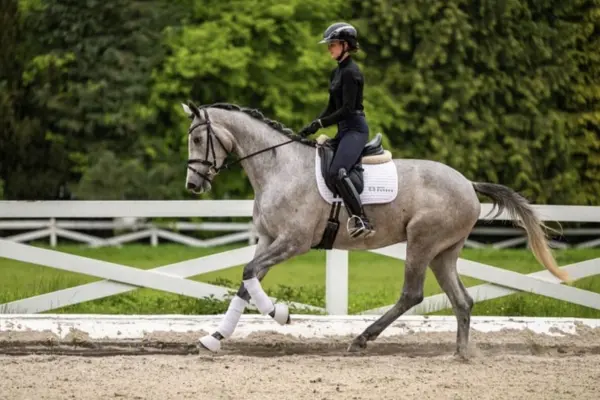 Ganzkörperaufnahme desselben grauen Pferdes in einer dynamischen Trabphase während einer Dressurvorführung auf einem sandigen Reitplatz. Eine Reiterin in klassischer schwarzer Kleidung und Helm sitzt auf dem Pferd. Das Pferd trägt weiße Bandagen an allen vier Beinen und eine weiße Schabracke vor einem weißen Zaun und grünen Bäumen.