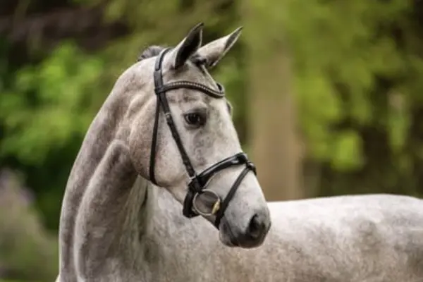 Nahaufnahme eines grauen Sportpferdes (Schimmel) im Porträt, das nach rechts blickt. Das Pferd trägt eine schwarze Trense mit einem Stirnband, das mit glitzernden Strasssteinen besetzt ist. Der Hintergrund ist ein unscharfer, grüner Wald. Die Mähne ist eingeflochten.