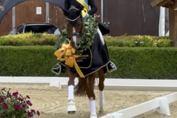 Frontalaufnahme eines dunkelbraunen Pferdes bei einer Siegerehrung. Das Pferd trägt einen großen grünen Siegerkranz um den Hals, eine schwarze Abschwitzdecke mit goldener Bestickung und eine markante gelbe Schleife an der Brust. Der Reiter ist im Hintergrund mit einer gelben Siegerschärpe angedeutet.