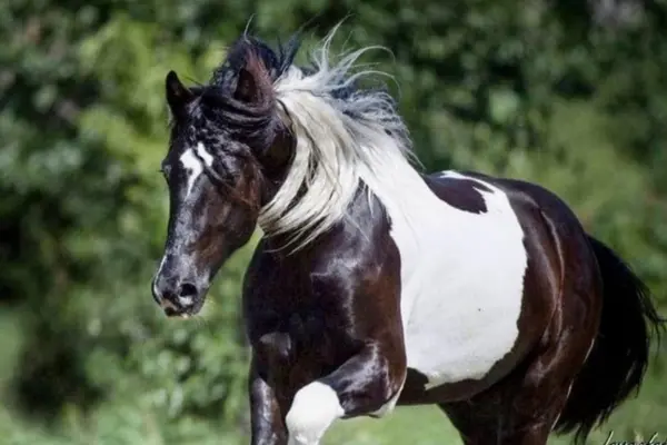 pferde-der-woche-190326-barockpinto (1)