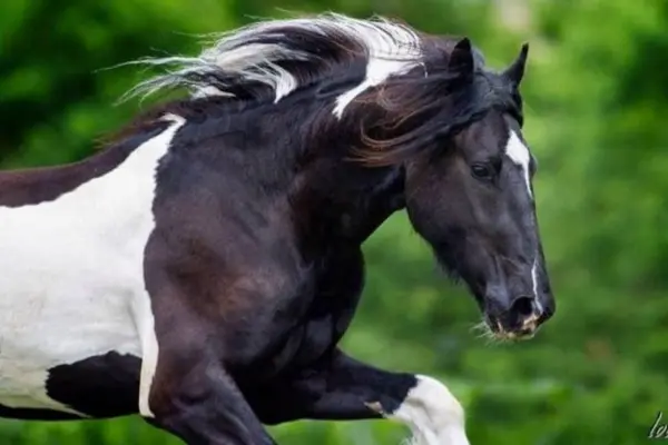 pferde-der-woche-190326-barockpinto