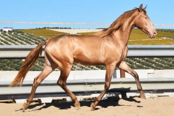 pferde-der-woche-190326-pre (1)