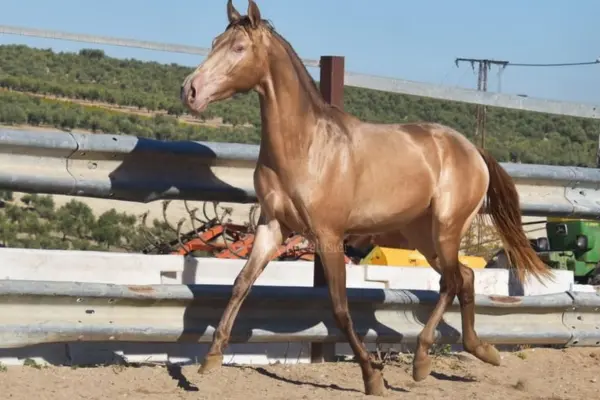 pferde-der-woche-190326-pre (2)