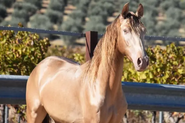 pferde-der-woche-190326-pre