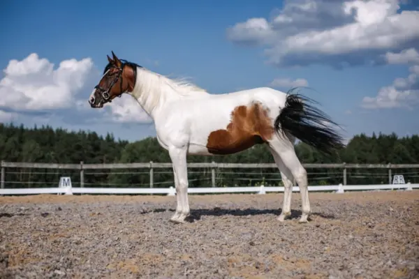 pferde-der-woche-190326-trakehner (1)