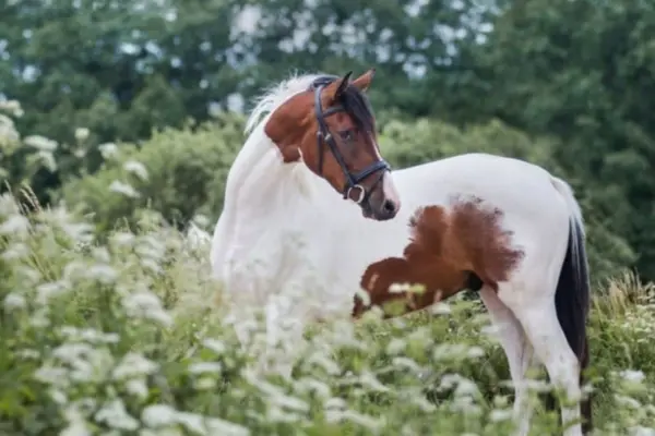 pferde-der-woche-190326-trakehner (2)