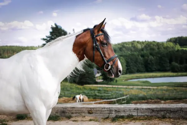 pferde-der-woche-190326-trakehner