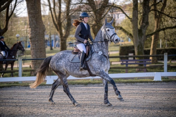 Ein sportlicher Apfelschimmel im rhythmischen Galopp auf einem Sandplatz. Die Reiterin trägt einen schwarzen Helm, eine dunkle Sicherheitsweste und weiße Reithosen. Im Hintergrund sind hohe Bäume und die weiße Einzäunung des Reitplatzes zu sehen.