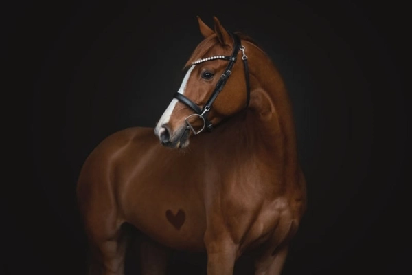 Ein edles Porträt des Fuchses „Fireball“ vor einem tiefschwarzen Hintergrund. Das Pferd blickt aufmerksam zur Seite und trägt eine schwarze Trense mit einem Stirnband aus funkelnden Steinen. Ein charmantes Detail ist das in das Fell schattierte Herz auf seiner Schulter.