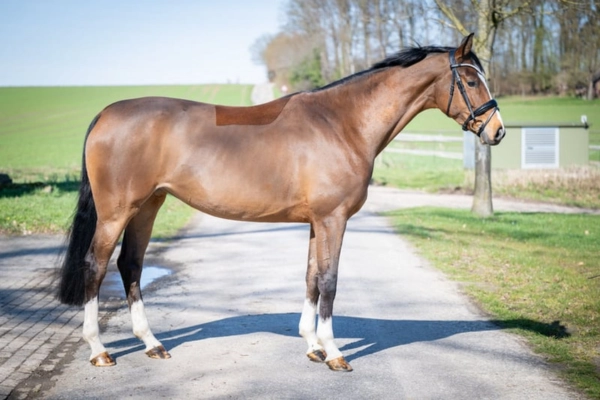 Eine Ganzkörper-Seitenansicht der sportlichen braunen Stute, die korrekt aufgestellt auf einem befestigten Weg steht. Das Pferd hat eine schmale weiße Blesse und vier weiße Socken. Die tiefstehende Sonne betont das glänzende Fell und die Muskulatur.