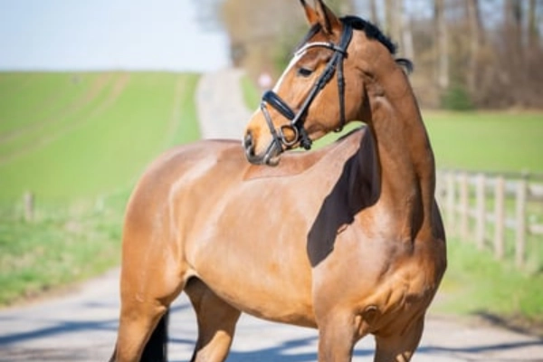 Nahaufnahme einer braunen Stute, die aufmerksam über ihre Schulter nach hinten blickt. Sie trägt eine schwarze Trense mit einem glitzernden Schmuckstirnband. Im Hintergrund ist eine sonnige, leicht unscharfe Landschaft mit grünen Feldern und einem Weg zu sehen.