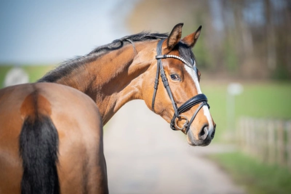 Porträtaufnahme des Kopfes der braunen Stute im Profil, die den Blick nach hinten wendet. Der Fokus liegt auf dem feinen Kopf und dem funkelnden Stirnband der Trense. Der Hintergrund zeigt einen weichgezeichneten Weg und Bäume in herbstlichen Farben.