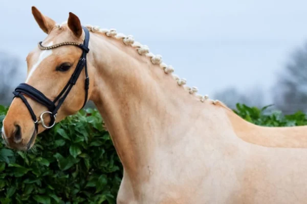 Nahaufnahme eines hellen Pferdes im Profil, dessen Mähne zu kleinen Zöpfen eingeflochten ist. Das Pferd trägt eine schwarze Trense mit einem verzierten Stirnriemen und steht vor einer grünen Hecke.