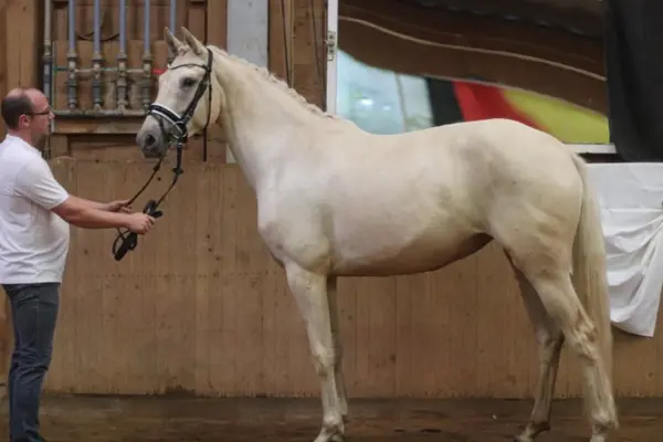 Die hellbeige Stute Shine steht aufmerksam zur Präsentation in einer Reithalle vor einer hölzernen Wand. Sie trägt eine schwarze Trense, hat eine akkurat eingeflochtene Mähne und zeigt ein korrektes Gebäude. Ein Pfleger hält sie am Zügel.