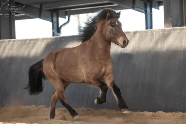 Ein hellbraunes Islandpferd galoppiert frei in einer Reithalle oder einem Longierzirkel. Die dunkle Mähne weht im Wind, und das Pferd hat einen aufmerksamen Blick. Der Boden besteht aus hellem Sand, die Seitenwand der Halle ist dunkelgrau.