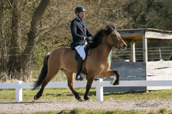 Ein Reiter in klassischer Turnierkleidung (dunkles Sakko, helle Reithose, Reithelm) reitet ein hellbraunes Islandpferd im Tölt auf einer Ovalbahn. Das Pferd zeigt eine schwungvolle Bewegung mit hoch erhobenen Vorderbeinen. Im Hintergrund sind Bäume und ein kleiner Unterstand aus Holz zu sehen.