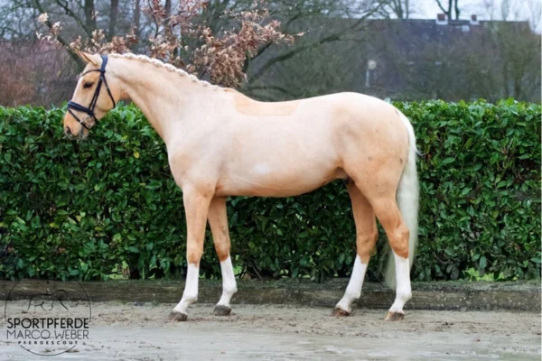 Ein helles, cremefarbenes Pferd (Palomino) steht in Seitenansicht auf einem Reitplatz vor einer grünen Hecke. Das Pferd ist für eine Vorstellung hergerichtet: Die Mähne ist ordentlich eingeflochten, es trägt eine schwarze Trense und hat vier weiße Söckchen an den Beinen.