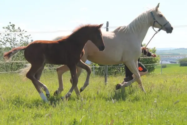 Eine helle Palomino-Stute und ihr dunkelbraunes Fohlen galoppieren voller Energie über eine sonnige grüne Weide. Die Aufnahme fängt die Dynamik der Bewegung und die enge Bindung zwischen der Stute und ihrem Nachwuchs im Freien ein.