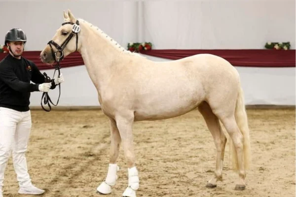 pferde-der-woche-200426-shine (3)