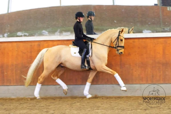Ein helles Pferd mit blonder Mähne und Schweif wird in einer Reithalle von einer Person in schwarzer Reitbekleidung geritten. Das Pferd trägt weiße Bandagen an den Beinen und befindet sich im Trab. Im Hintergrund ist die hölzerne Bande der Reithalle sowie eine weitere Reiterin zu sehen.