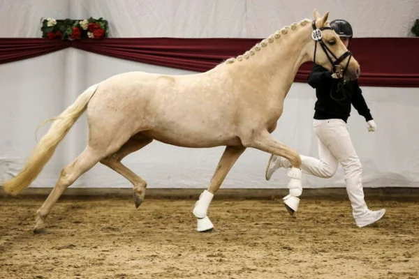 pferde-der-woche-200426-shine (4)