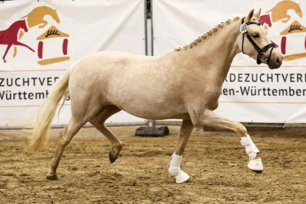 pferde-der-woche-200426-shine (5)