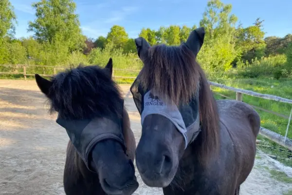 Zwei dunkle Ponys stehen nebeneinander auf einem Reitplatz im Freien. Beide tragen dunkle Fliegenmasken zum Schutz ihrer Augen. Das rechte Pony trägt eine Maske mit der Aufschrift „FENGUR“. Im Hintergrund sind grüne Bäume und ein Holzzaun zu sehen.