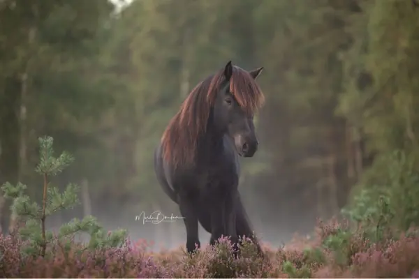 Ein stimmungsvolles Porträt eines dunklen Islandpferdes mit langer, rötlich-brauner Mähne, das auf einer Heidefläche steht. Im Hintergrund ist ein nebliger Wald in sanftem Licht zu sehen.