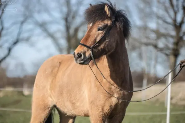 Porträtaufnahme eines hellbraunen Islandpferdes im Freien. Das Pferd trägt ein feines schwarzes Kopfstück und blickt leicht zur Seite. Der Hintergrund zeigt eine leicht unscharfe Winterlandschaft mit kahlen Bäumen unter einem hellblauen Himmel.