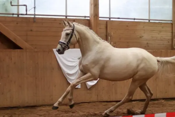 Die Stute Shine in einer schwungvollen Trabphase während einer Vorstellung in der Reithalle. Das Bild betont die elegante Aufrichtung des hellen Pferdes und seine raumgreifenden Gänge vor dem Hintergrund der hölzernen Banden.