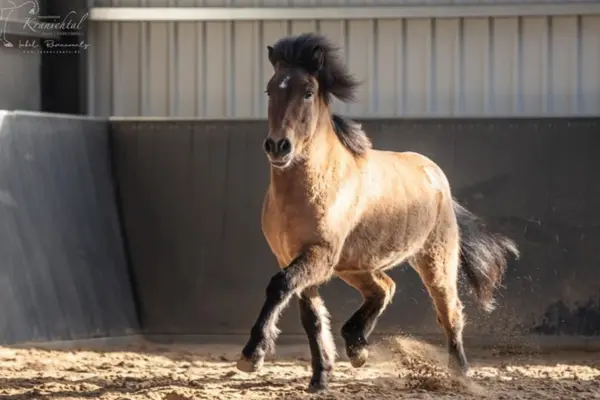 Dynamische Aufnahme des Islandpferdes Bolmur, das in einer Halle direkt auf die Kamera zu läuft. Man sieht die kraftvolle Vorwärtsbewegung und den aufspritzenden Hallensand; das Pferd hat eine kleine weiße Flocke auf der Stirn.