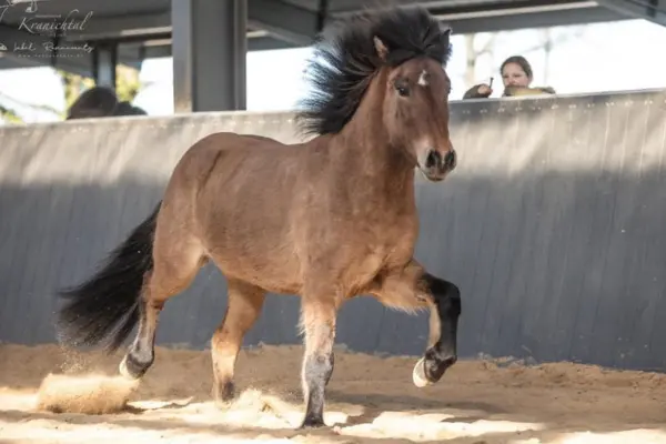 Ein kräftiges, braunes Islandpferd präsentiert sich mit viel Schwung und hoher Beinaktion im Tölt in einer Reithalle. Die dunkle Mähne weht in der Bewegung, während unter den Hufen der Sand aufwirbelt.