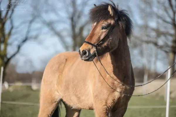 Ein ruhiges Porträt von Bolmur im Profil vor einem weich gezeichneten Hintergrund aus Bäumen. Das braune Islandpferd trägt ein feines schwarzes Kopfstück und blickt aufmerksam zur Seite, wobei sein dichtes Fell im Sonnenlicht glänzt.