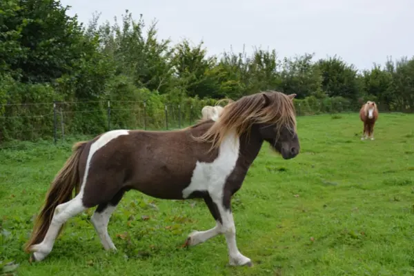 : Seitenansicht des braun-weiß gescheckten Ponys, das entspannt über eine weitläufige grüne Weide läuft. Die dichte, dunkle Mähne mit hellen Strähnen verdeckt fast das Gesicht; im Hintergrund ist ein zweites Pferd in der Ferne zu sehen.