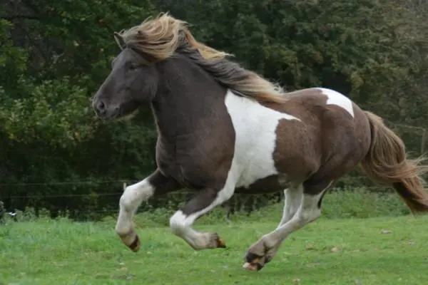 Ein braun-weiß geschecktes Islandpferd galoppiert mit wehender, heller Mähne über eine grüne Koppel. Die dynamische Aufnahme zeigt das Pferd in voller Bewegung vor einem Hintergrund aus grünen Bäumen.
