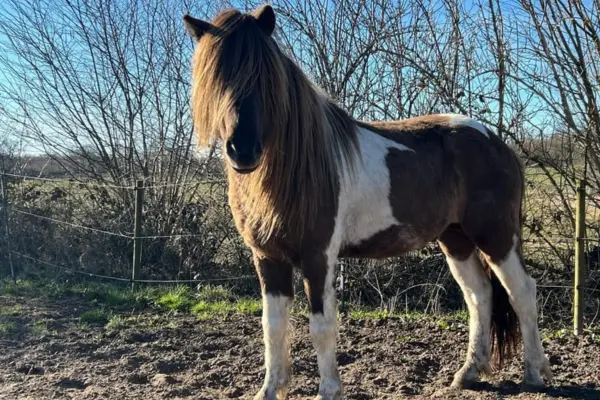 Nahaufnahme des Islandpferdes von vorne, das ruhig auf einem Paddock steht. Die markante, extrem lange und dichte Mähne fällt dem Tier wie ein Vorhang tief über die Augen und das gesamte Gesicht.
