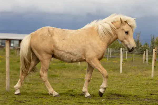 Seitenansicht des goldfarbenen Islandpferdes, das ruhig über eine grüne Koppel tritt. Das helle Langhaar bildet einen sanften Kontrast zum Fell; im Hintergrund sind schlichte Zaunpfähle und eine weite Ebene unter grauem Himmel zu sehen.