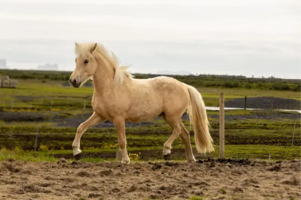 Ein hellgoldenes Islandpferd (Palomino) läuft mit eleganter Beinführung über eine Fläche aus Sand und Erde. Die weiße Mähne weht leicht im Wind vor einer weitläufigen, grünen Küstenlandschaft unter bewölktem Himmel.