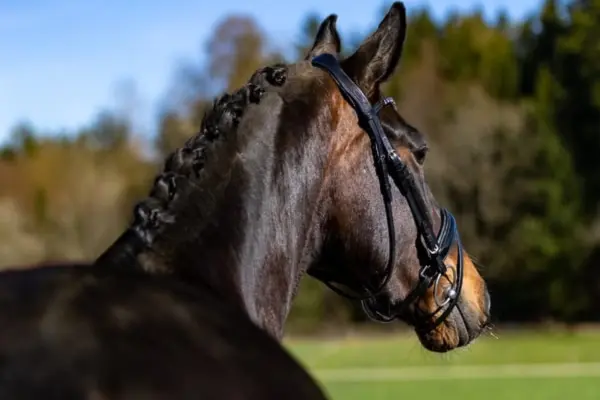 Eine Nahaufnahme des Kopfes und Halses eines tiefschwarzen Warmbluts im Profil nach rechts, das mit gespitzten Ohren leicht nach links blickt. Die eingeflochtene Mähne und dieselbe schwarze Trense mit Schmuckstirnband sind deutlich sichtbar. Die Beleuchtung ist helles Tageslicht, und der Hintergrund ist eine unscharfe Naturlandschaft.