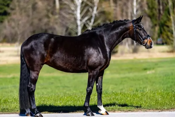 Eine Ganzkörperaufnahme eines tiefschwarzen Warmbluts, das korrekt aufgestellt im Profil nach rechts auf einem asphaltierten Weg steht. Es hat eine akkurat eingeflochtene Mähne und trägt eine schwarze Trense mit einem Schmuckstirnband. Ein weißer Socken ist am rechten Hinterbein sichtbar. Der Hintergrund zeigt eine grüne Koppel und ferne Bäume vor einem hellen Himmel.
